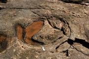 BRONTOSAURUS FOOTPRINT,  BROOME  WA