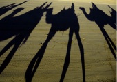 CAMEL SHADOWS CABLE BEACH