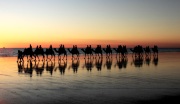 CAMELS ON CABLE BEACH