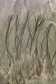 CABLE BEACH SAND TREE PATTERNS