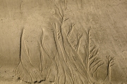 CABLE BEACH SAND TREES