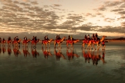 RED CAMELS IN THE SUNSET CABLE BEACH BROOME