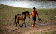 ANGKOR BAN FOAL