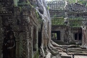 TA PROHM TREE