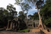 TREES AT BAYON