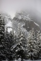 SNOW MOUNTAIN TREES