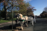 HORSE CARRIAGES