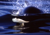 ORCA