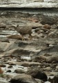 MULE DEER IN JASPER NATIONAL PARK