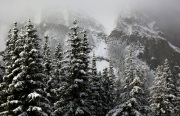 TREES WITH SPRING SNOW