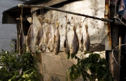 DRYING FISH TAI O