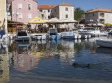 SEA DOG  DUGI OTOK CROATIAN ISLAND