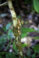 BOLDS FOREST DRAGON DAINTREE