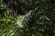 GREEN ANTS NEST BLOOMFIELD