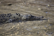 SALTWATER CROCODILE BLOOMFIELD RIVER