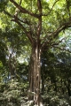 STRANGLER FIG BLOOMFIELD FOREST