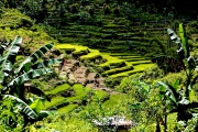 RICE FIELDS