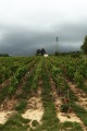 BEAUJOLAIS VINEYARD, FRANCE