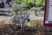 ZAKYNTHOS DONKEY