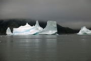 FLOATING ICEBERGS IN  PRINCE CHRISTIAN SOUND