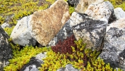 ARCTIC PLANTS