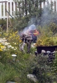 SMOKING FISH IN NUUK GARDEN