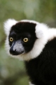 Lemur Stare