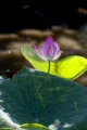 Lotus-Lily-Kakadu-W