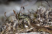 c87-Yellow-Spotted-Monitor