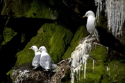 NESTING BIRDS ON CLIFFS AT GRIMSEY