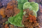 Coral Garden Lombok