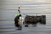 SEAWEED HARVESTING OFF LEMBONGAN BEACH