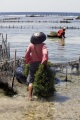 SEAWEED FARMERS ON NUSA PENIDA