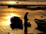 SEAWEED PLANTING AT DUSK