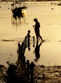 SEAWEED HARVETING AT DUSK