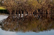 COOINDA REFLECTION KAKADU