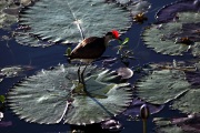 JACANA OR JESUS BIRD KAKADU