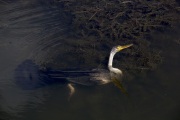 KAKADU DARTER