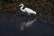 KAKADU EGRET