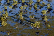 KAKADU FLOODED TREES AERIAL