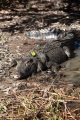 KAKADU SALTWATER CROCODILE