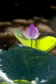 LOTUS LILY COOINDA KAKADU