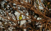 RAINBOW BEE-EATER KAKADU