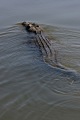 SALTWATER CROCODILE YELLOW WATERS KAKADU