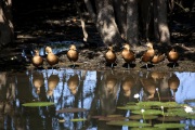 WHISTLNG DUCKS KAKADU