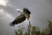 WHITE-BREASTED SEA EAGLE KAKADU