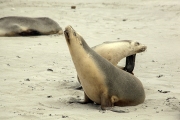 AUSTRALIAN SEA LIONS