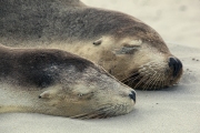 CLOSE UP OF AUSTRALIAN SEA LIONS KI