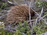 WILD ECHIDNA KANGAROO ISLAND