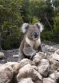 WILD KOALA KANGAROO ISLAND